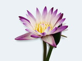 Fototapeta Zachód słońca - Water Lily (Nymphaea) or Lotus purple and white color blossom isolated on white background.