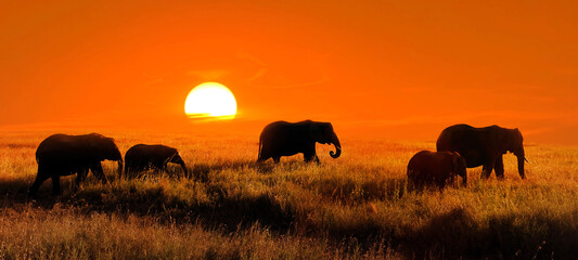 Wall Mural - elephants at sunset in the african savannah