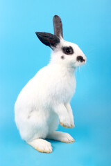 Wall Mural - Cute fluffy black spot rabbit with long ears standing on blue background, adorable bunny animal pet standing on two hind legs.