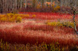 © ADDICTIVE STOCK - Layers of red wicker shrubs and yellowing poplar trees paint a rich tapestry of autumn colors in the countryside of Cuenca
