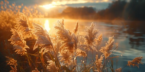 Wall Mural - Serene landscape of reed meadow by river at sunset picturesque scene capturing tranquil beauty of nature with golden sunlight reflecting on water perfect for backgrounds depicting environments