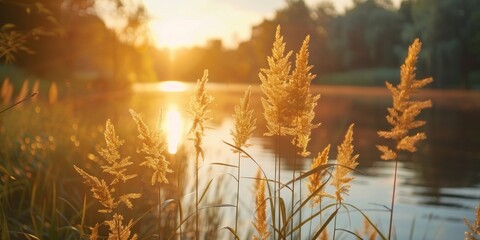 Wall Mural - Serene landscape of reed meadow by river at sunset picturesque scene capturing tranquil beauty of nature with golden sunlight reflecting on water perfect for backgrounds depicting environments