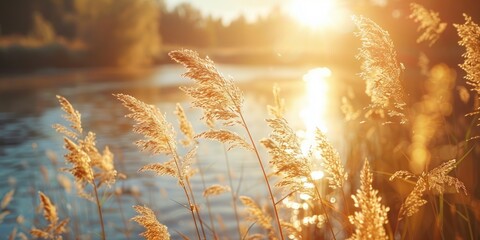 Wall Mural - Serene landscape of reed meadow by river at sunset picturesque scene capturing tranquil beauty of nature with golden sunlight reflecting on water perfect for backgrounds depicting environments