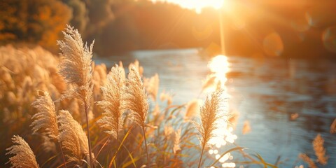 Wall Mural - Serene landscape of reed meadow by river at sunset picturesque scene capturing tranquil beauty of nature with golden sunlight reflecting on water perfect for backgrounds depicting environments