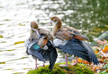 Egyptian Geese On The Shore Of A Lake. Birds In Natural Surroundings. Alopochen Aegyptiaca.
