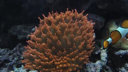 Wall Mural - clown fish in anemone slow motion