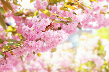 Spring cherry blossom in full bloom. Close-up macro shot of pink Sakura flowers on a branch in japan. Peach bloom. Background of spring white blossoms tree in nature outdoors. Selective focus.	
