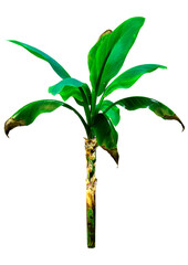 Poster - 3D Rendering Banana Tree on White