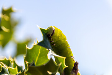 Wall Mural - caterpillar on a branch