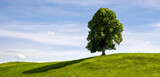 Fototapeta Miasto - A Single Deciduous Tree on a Grassy Hill in Summer