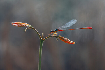 Wall Mural - Beautiful Damselfly with amazing nature plant