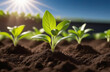 © Александр Ткачук - Close-up tender first sprouts of soybean in the open field over sunrise. Agricultural plants. The soybean plant stretches towards sun. plant tree in neutral background Close-Up Of Fresh Green Plant