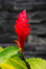 Wall Mural - Pink and red ginger flower (alpinia purpurata)