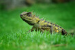 lizard on the grass