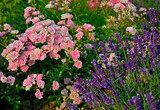 Fototapeta Lawenda - róża i lawenda, lawenda wąskolistna - lavender, lavandula angustifolia, Rosa, różowe róże i fioletowa lawenda, pink garden roses,ogród kwiatowy	