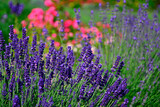 Fototapeta Lawenda - lawenda wąskolistna w ogrodzie, lavender, Lavandula angustifolia	