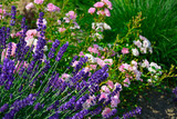Fototapeta Lawenda - róża i lawenda, lawenda wąskolistna - lavender, (lavandula angustifolia, Rosa), różowe róże i fioletowa lawenda, pink garden roses, flowerbed, ogród kwiatowy	
