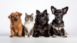 European shorthaired cat, chihuahua dog, rabbits and a Guinea Pig isolated on a white background