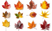 Set And Collection Of Beautiful Autumn Leaves Isolated On White Background With Clipping Path. Full Depth Of Field. Focus Stacking. PNG. Generative AI Technology, Generative AI