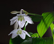 Few eucharis flowers and few unopened buds on dark background close up view