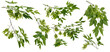 Many various  branches of maple tree with many green seeds on white background