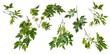 Many various  branches of maple tree with green seeds on white background