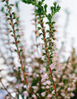 Three stems of blossoming heather with pink flowers
