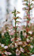 Two stems of blossoming heather with pink flowers close up view