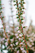 Two stems of blossoming heather with pink flowers