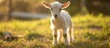 A playful baby goat stands on top of a vibrant green field, surrounded by an abundance of fresh grass. The young goat appears curious and energetic as it explores its natural surroundings.