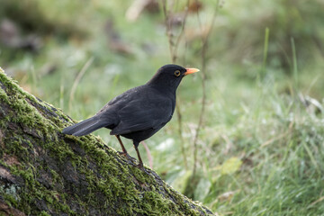 Canvas Print - portrait of a Blackbird Turdus merula perched on the trunk of a tree