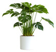 Collection of ornamental plants in white pots, isolated on a transparent background. PNG, cutout, or clipping path.
