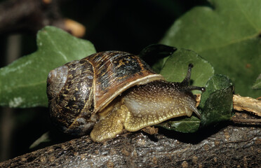 Escargot gros gris; helix aspersa maxima