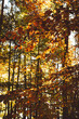 Autumnal forest with sunbeams in the Bavarian Forest