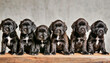 Eight Cockapoo puppies, age 6 weeks, sitting in a row.