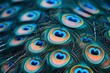 Blue green peacock feather wallpaper background