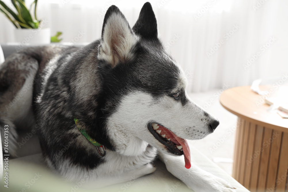 Cute Husky dog lying on sofa in living room, closeup