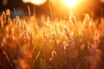 Wall Mural - Beautiful sunset over a field of tall grass. Ideal for nature and landscape concepts