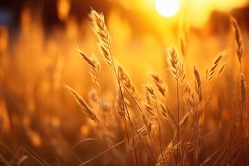 Aufkleber - Sun setting behind tall grass field, perfect for nature backgrounds