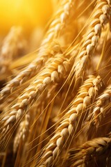 Poster - Detailed close up of a bunch of wheat, ideal for agricultural concepts