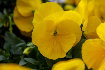 Canvas Print - Garden Pansy (Viola tricolor var. hortensis) in Vaduz, Liechtenstein