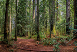Fototapeta Na drzwi - Giant ancient sequoia trees in the Redwoods Forest in California