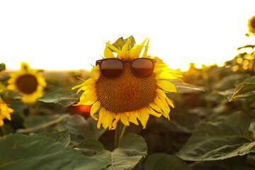 Close up of bright yellow blooming sunflower wearing sunglasses in a field on sunset. Summer holiday vacation and weekend concept. Fun idea of sunflower face in summertime for positive banner.