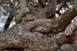 Kolossaler Baum mit Leopard in Lauerstellung