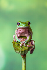 Wall Mural - White's tree frog (Litoria caerulea), also known as the Australian green tree frog, simply green tree frog in Australia, or dumpy tree frog