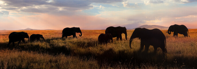 Wall Mural - a herd of african elephants in the savannah. africa. tanzania.