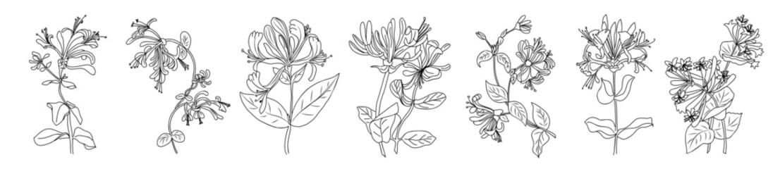 Set of Honeysuckle, June birth month flower drawings. Botanical line art vector illustrations isolated on white background. Modern design for wall art, posters, jewelry, tattoo, logo, packaging.