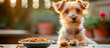 yorkshire terrier puppy with his food