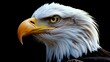 American Bald Eagle (Haliaeetus leucocephalus)