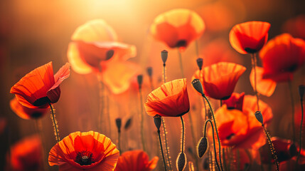 Wall Mural - Beautiful red poppies blooming on a field.